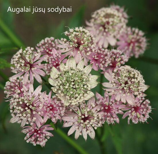 Astrancija didžioji (Astrantia major) 'Star of Beauty' 